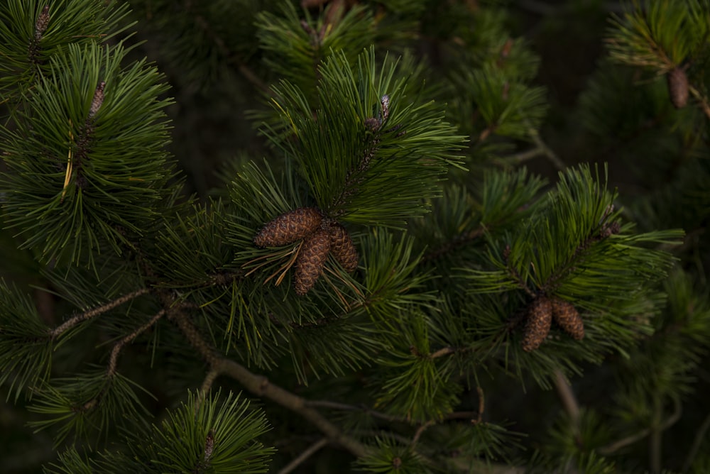 grüner Weihnachtsbaum mit Tannenzapfen