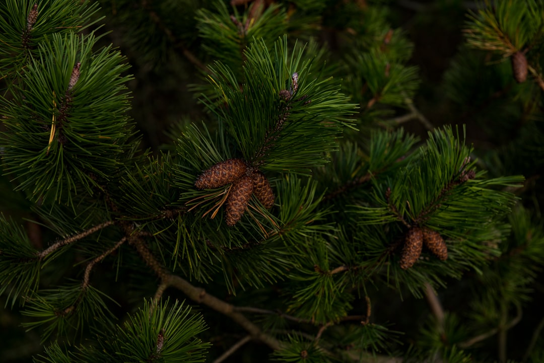 green Christmas tree with pinecones