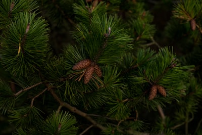green christmas tree with pinecones pine tree zoom background