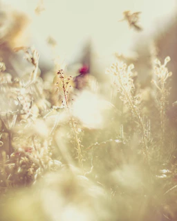 Golden hour light illuminating wildflowers with a mission ruin softly blurred in the background.