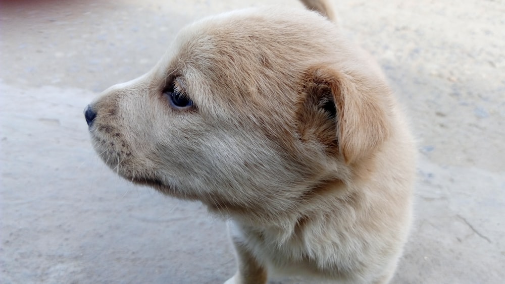 short-coated beige puppy standing on concrete surface