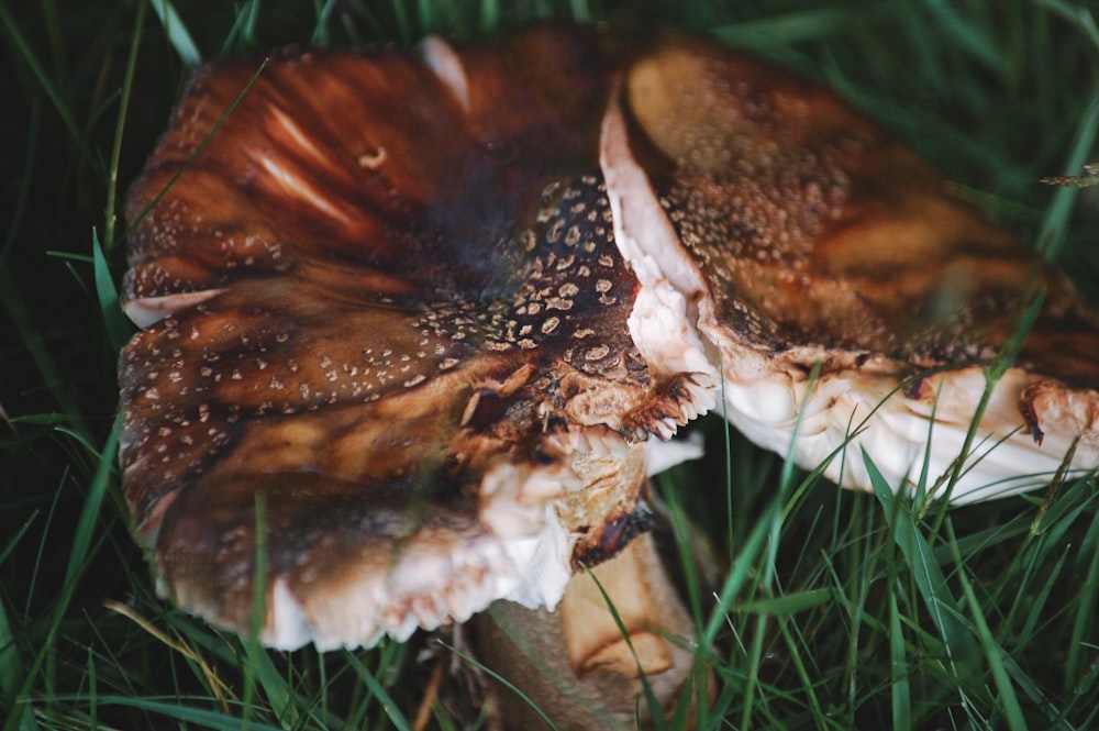 brown and white mushroom