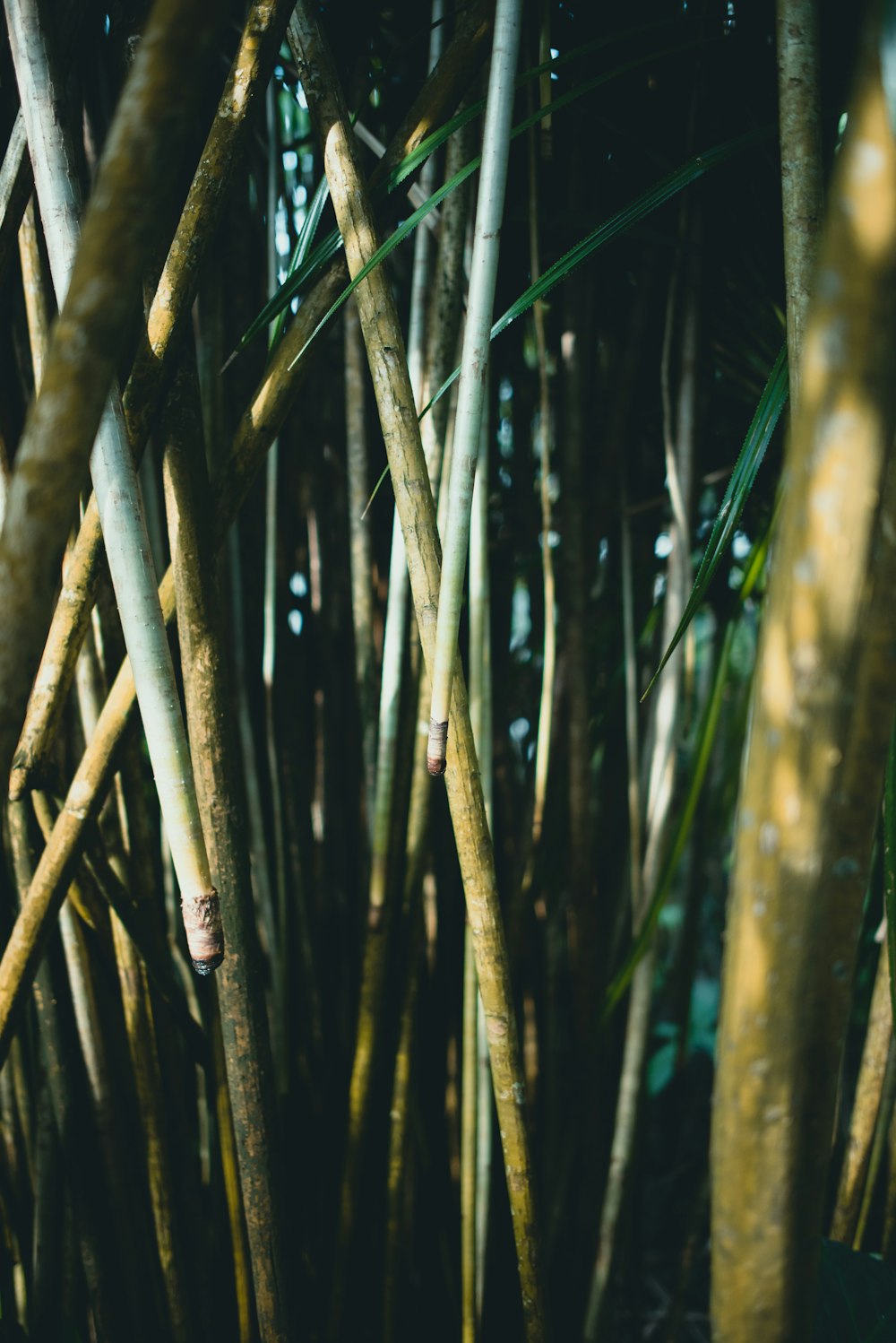 brown bamboo trees