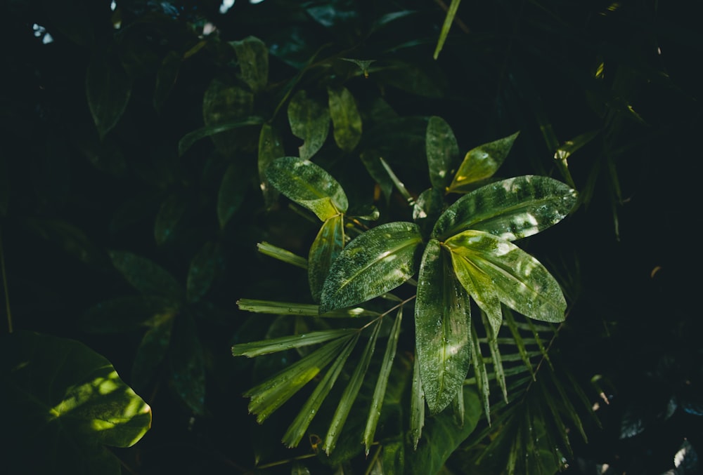 green plants