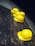 five yellow hard hats on gray surface