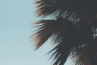 Bright, gentle light radiating from palms over a serene natural background.