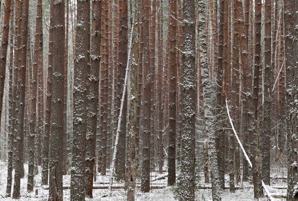 trees with snow in forest