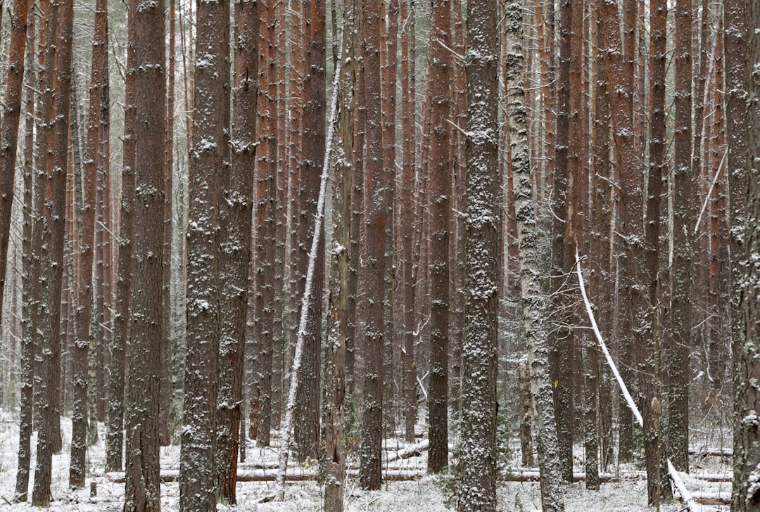 Forest photo spot Rzhev Russia