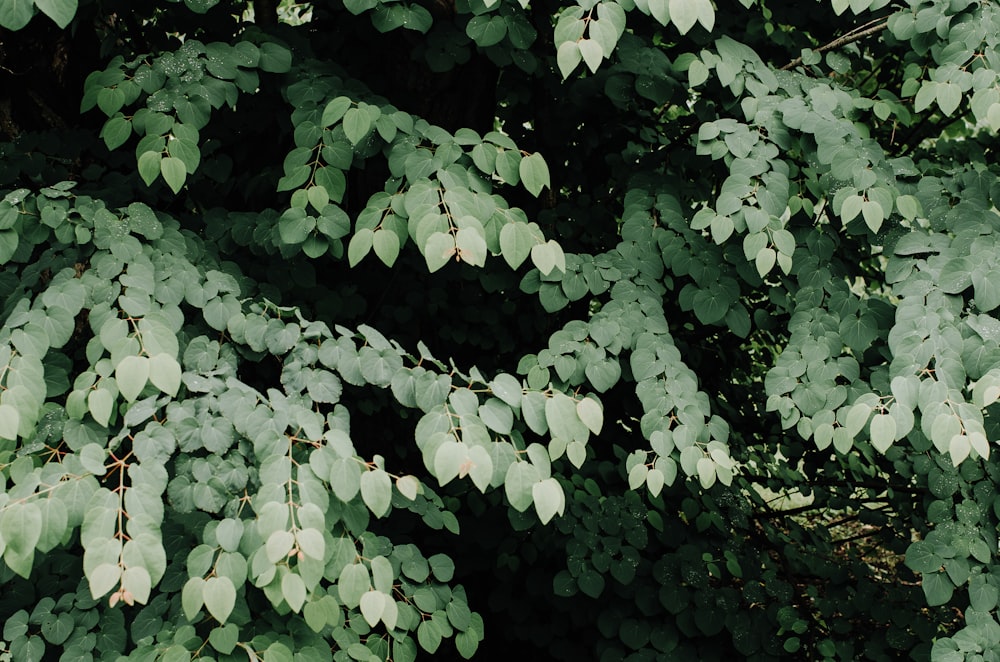 green-leafed plant