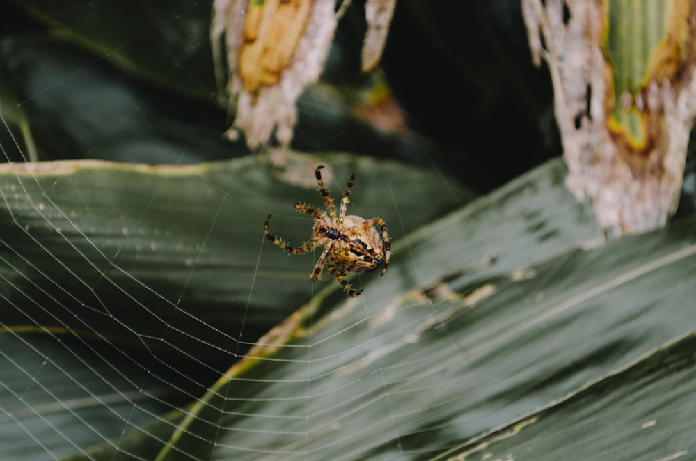 black spider clsoe-up photography