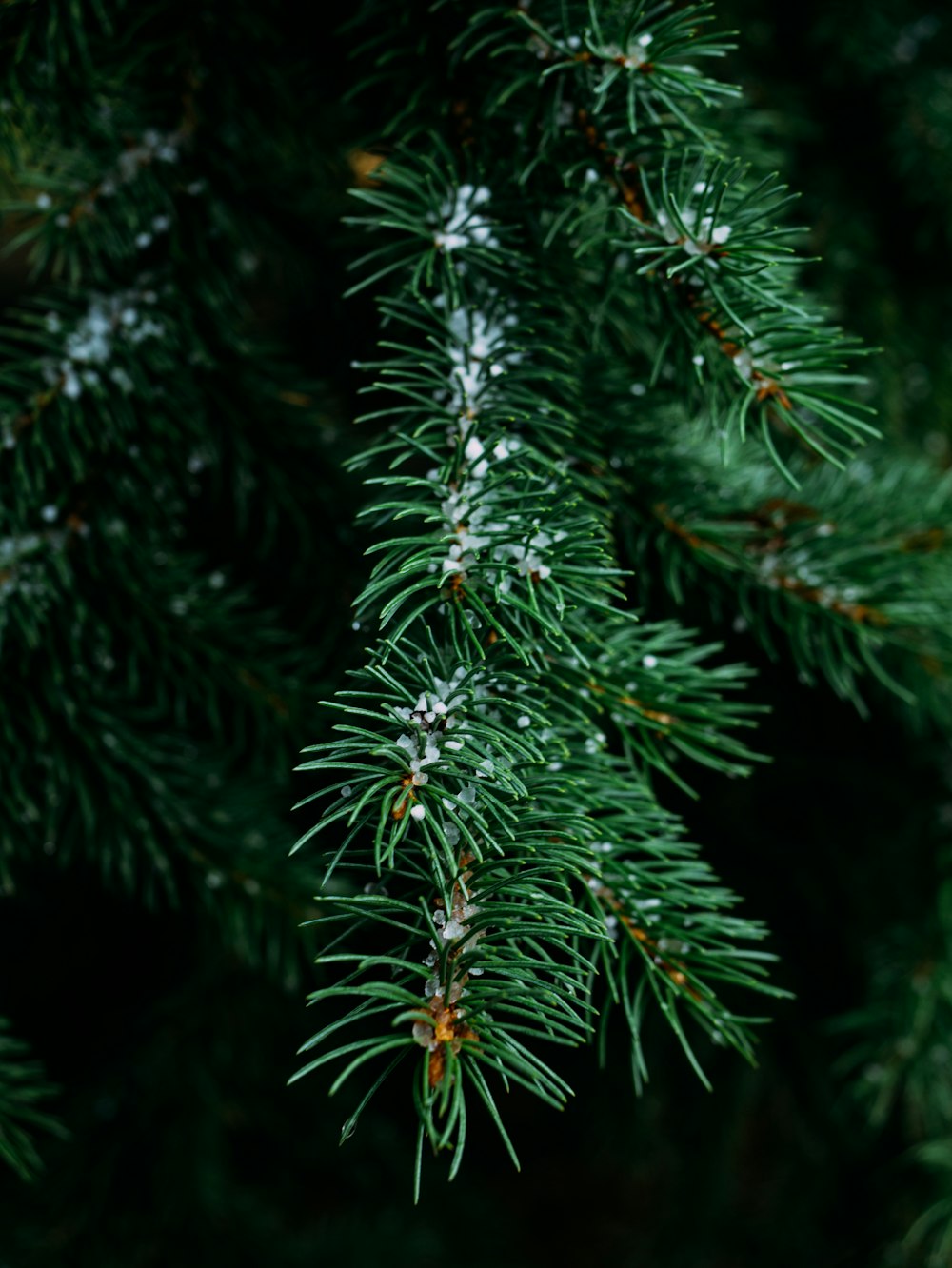 close-up photography of pine tree