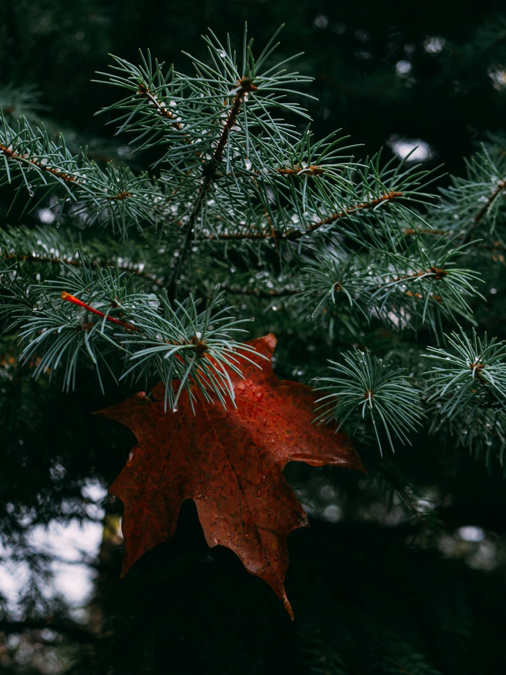 緑の二羽状の葉の木に赤い掌状の葉