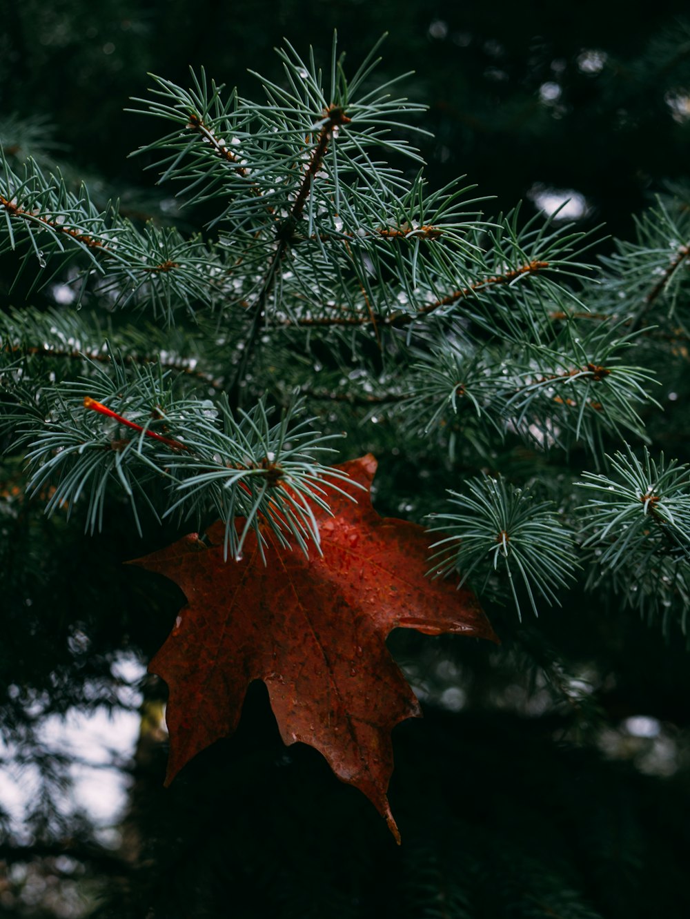 red palmate leaf on green bipinnate leafed tree