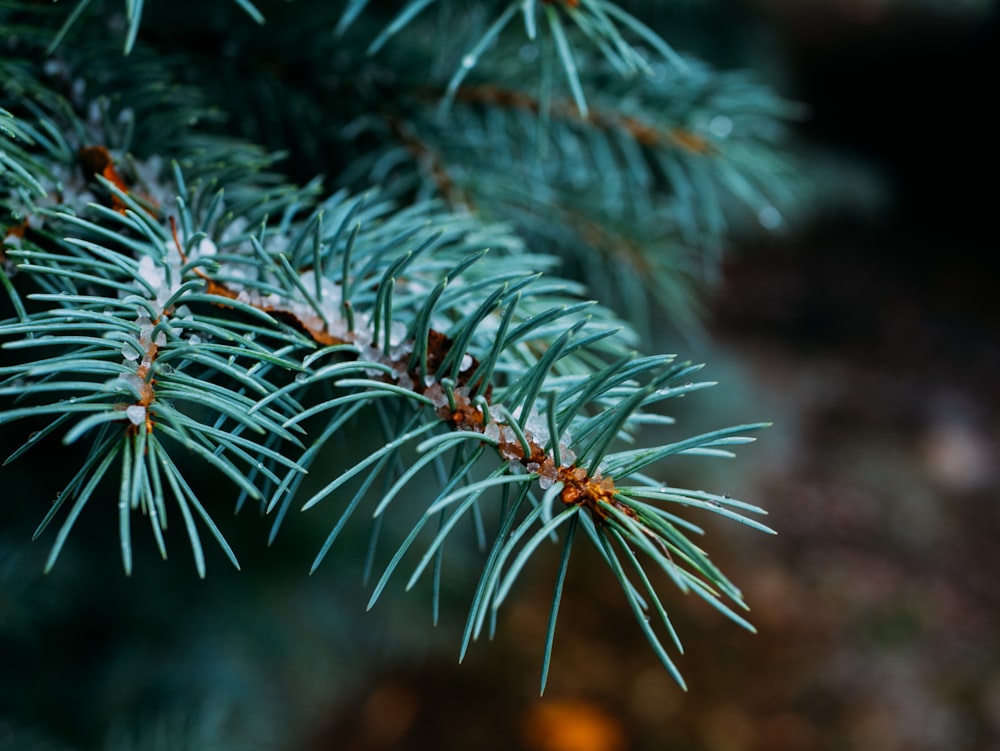 shallow focus photography of green plant