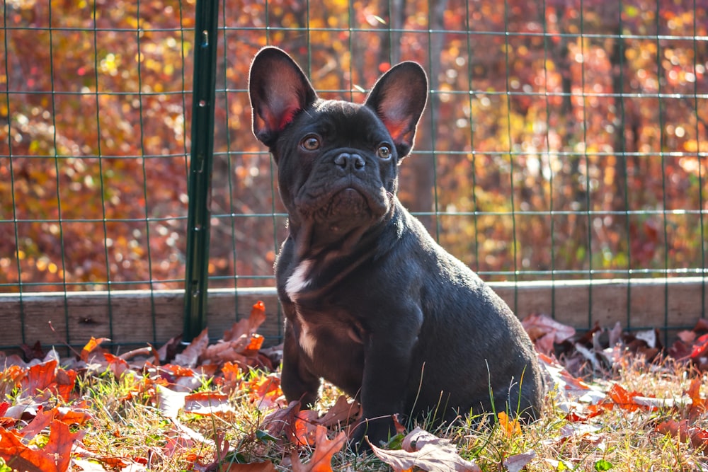 adult French bulldog on ground