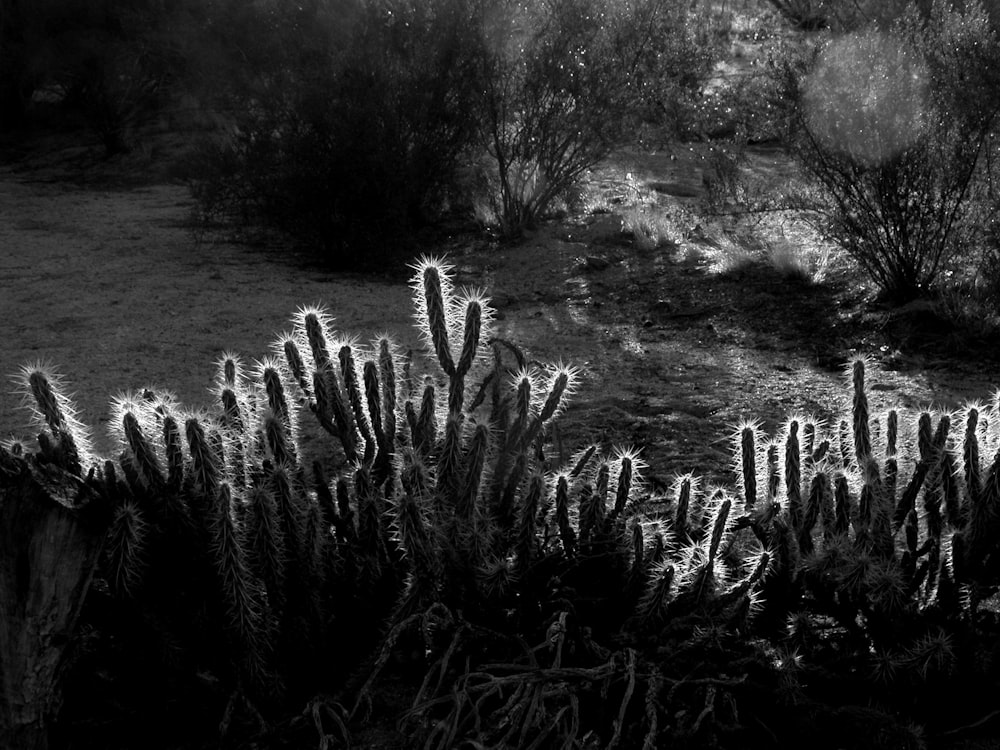 Fotografía en escala de grises de cactus