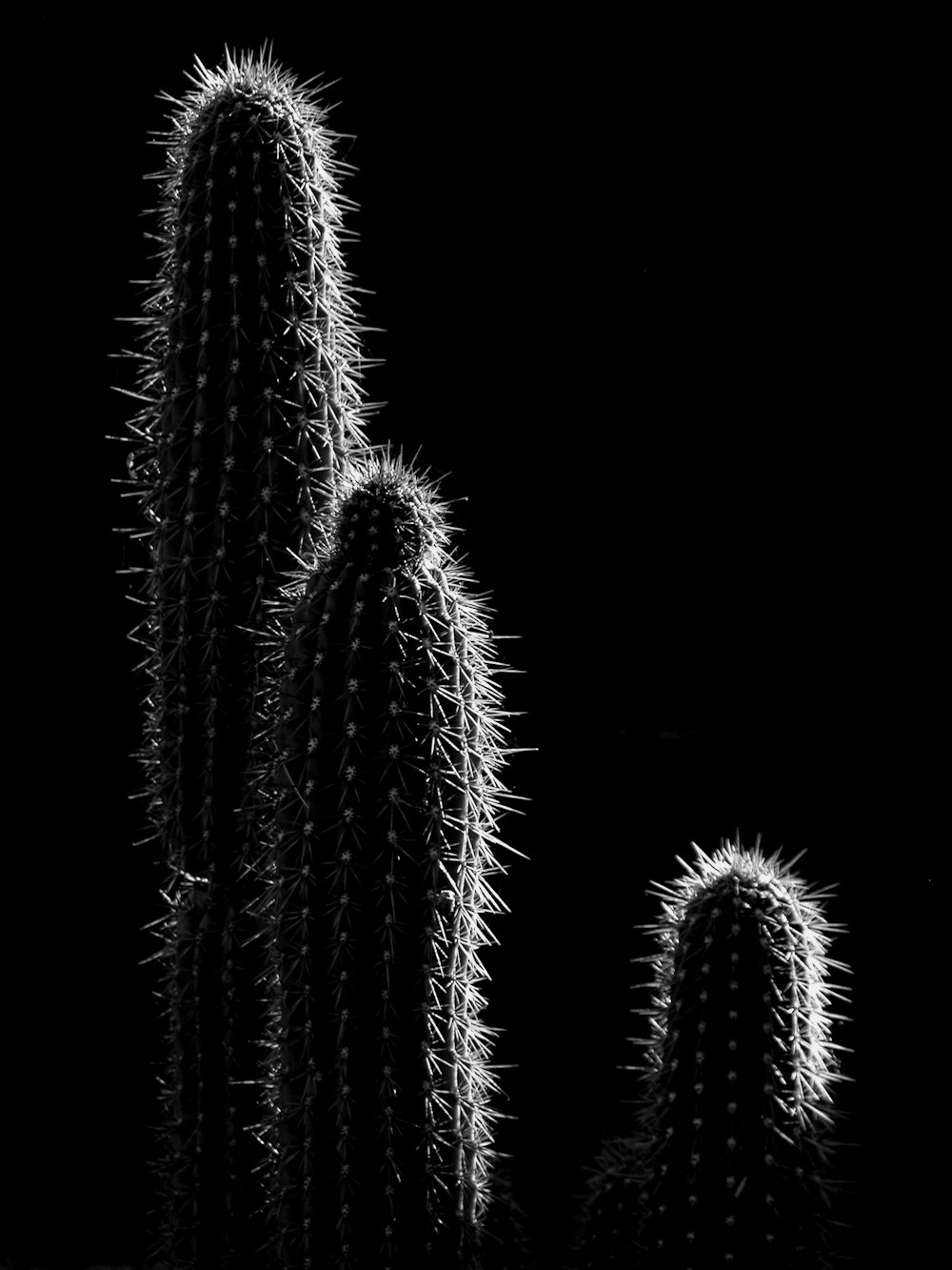 Photo en niveaux de gris de cactus