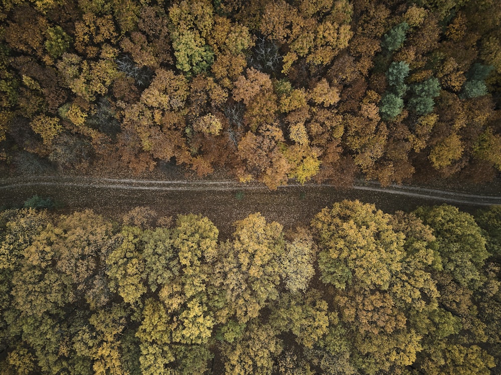 森と森の間の道路の鳥瞰写真