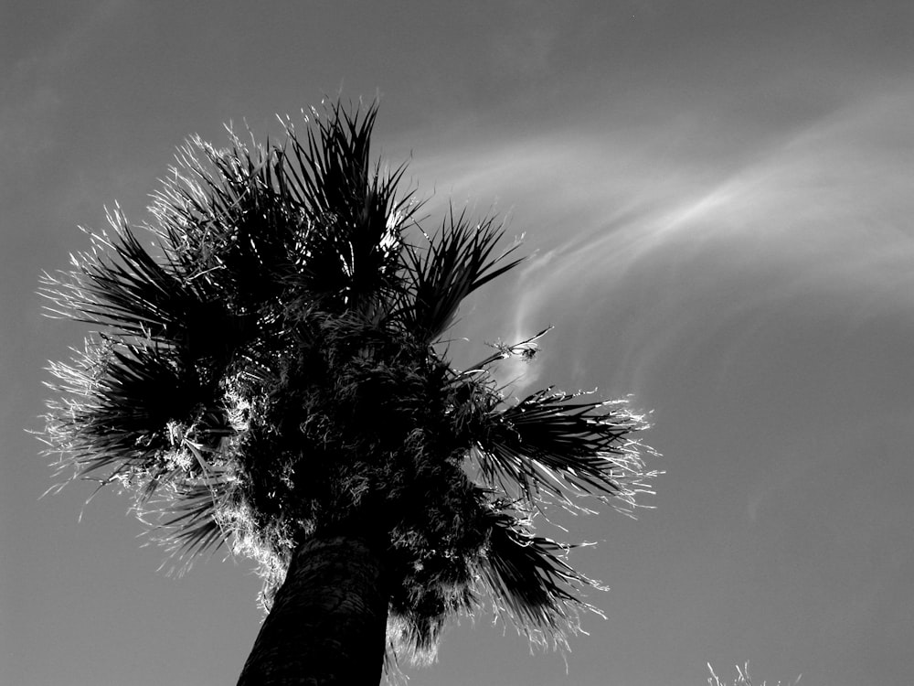 grayscale photography of palm tree