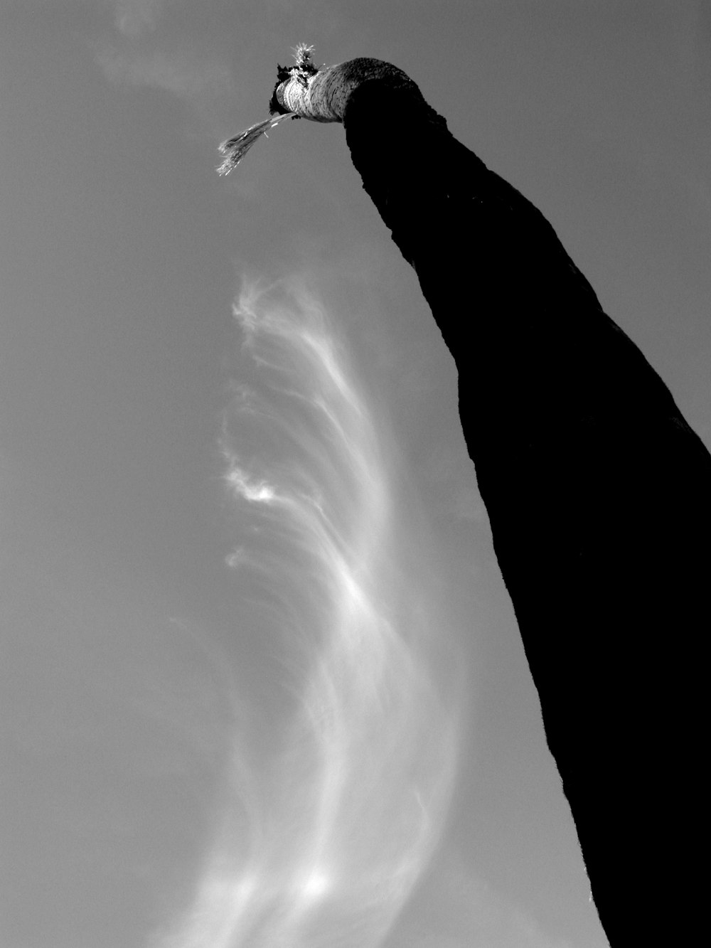 grayscale photo of withered palm plant