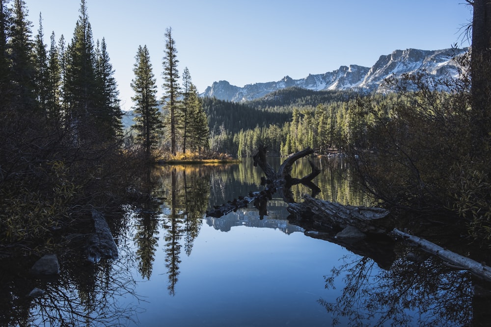 photo of body of water surrounded by trees