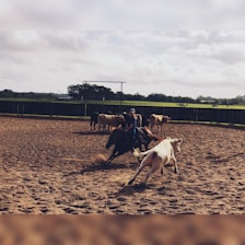 A person on horseback is rounding up cattle in a fenced outdoor arena. The ground appears sandy, and several cows are visible, with one prominently in motion in the foreground. In the background, there are green fields and trees under a cloudy sky.