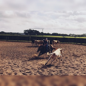 A person on horseback is rounding up cattle in a fenced outdoor arena. The ground appears sandy, and several cows are visible, with one prominently in motion in the foreground. In the background, there are green fields and trees under a cloudy sky.