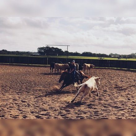 A person on horseback is rounding up cattle in a fenced outdoor arena. The ground appears sandy, and several cows are visible, with one prominently in motion in the foreground. In the background, there are green fields and trees under a cloudy sky.