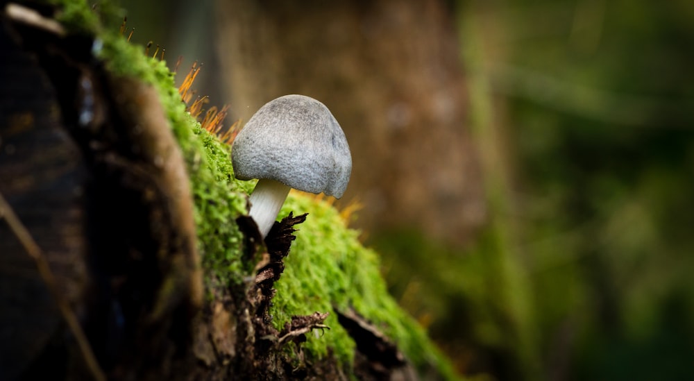 Photographie à mise au point superficielle d’un champignon