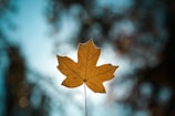 A single maple leaf is prominently displayed against a blurred background, with sunlight illuminating its details. The edges of the leaf are slightly serrated, and the surface shows veins and subtle color variations. The background consists of soft bokeh effects, giving a sense of depth and focus on the leaf.