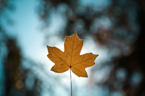 A single maple leaf is prominently displayed against a blurred background, with sunlight illuminating its details. The edges of the leaf are slightly serrated, and the surface shows veins and subtle color variations. The background consists of soft bokeh effects, giving a sense of depth and focus on the leaf.
