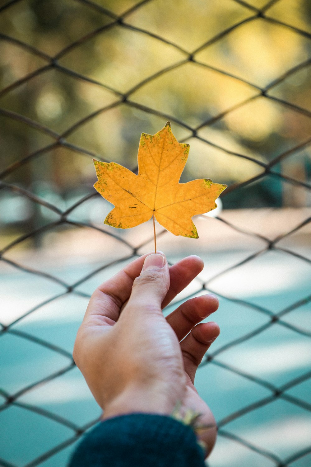 person holding maple leaf