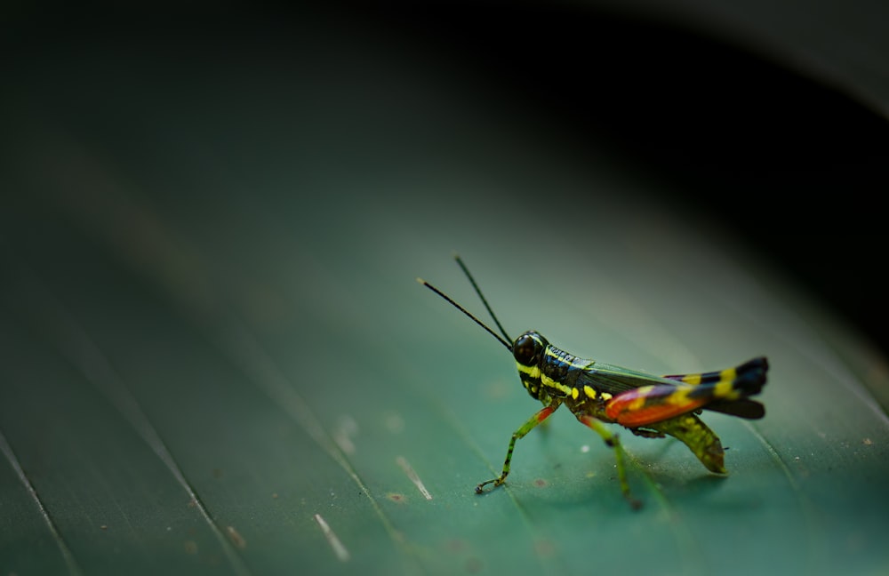 green and orange Eastern lubber grasshopper