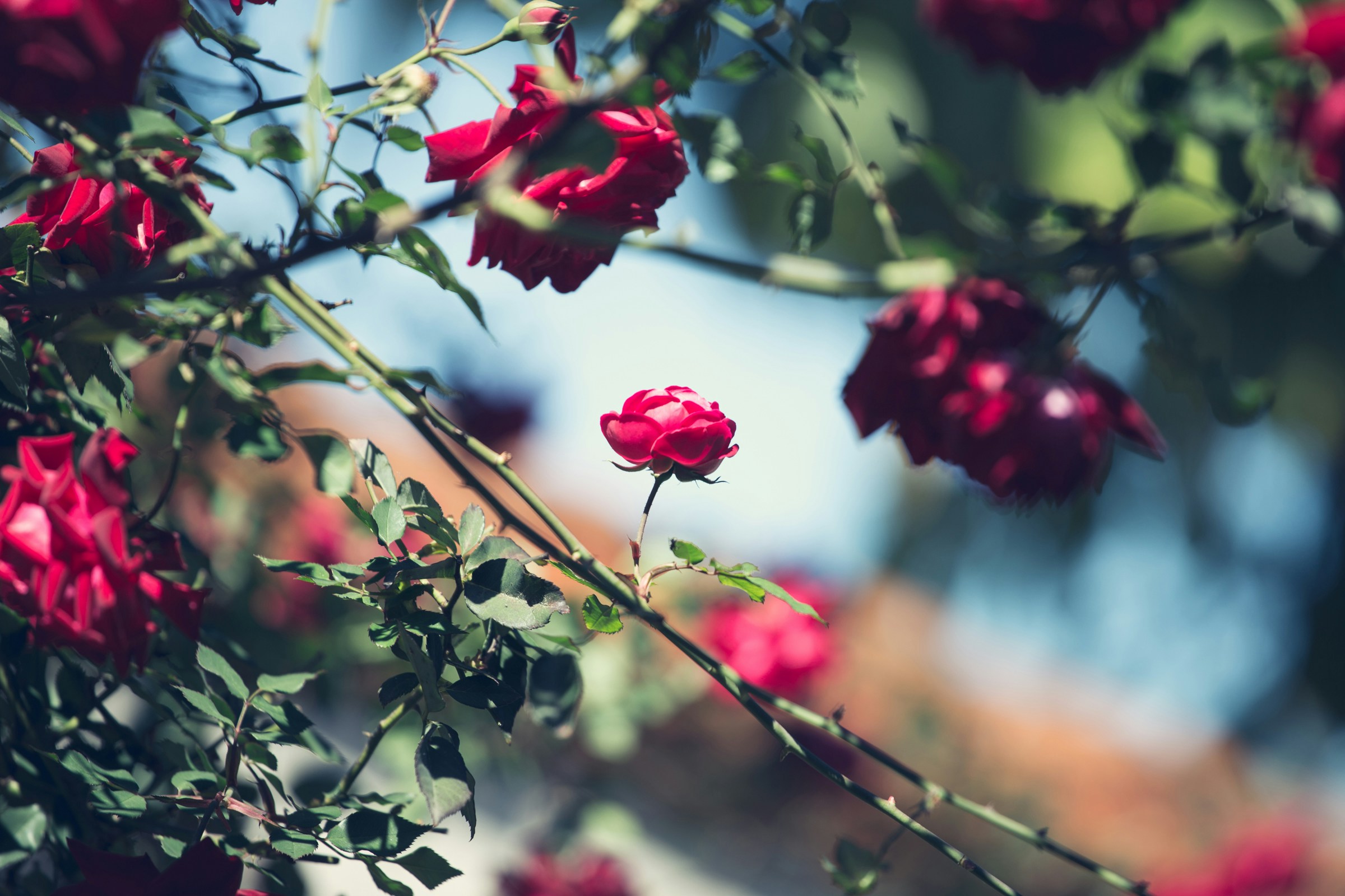 KRYTOSEMENNÉ ROSTLINY - Dvouděložné - Růžovité