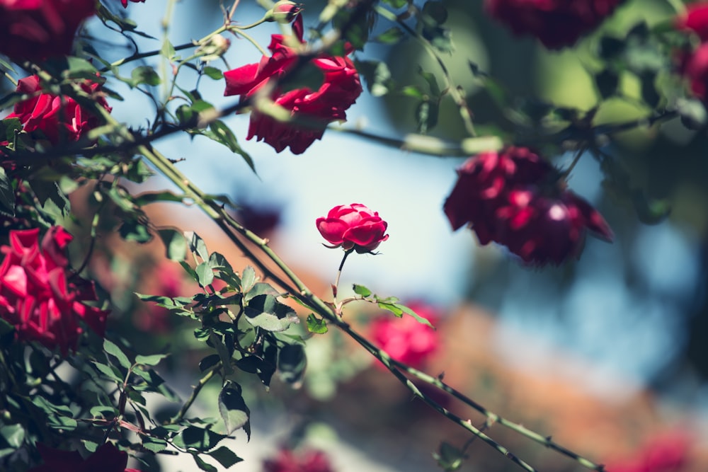selective focus photography of red flowers