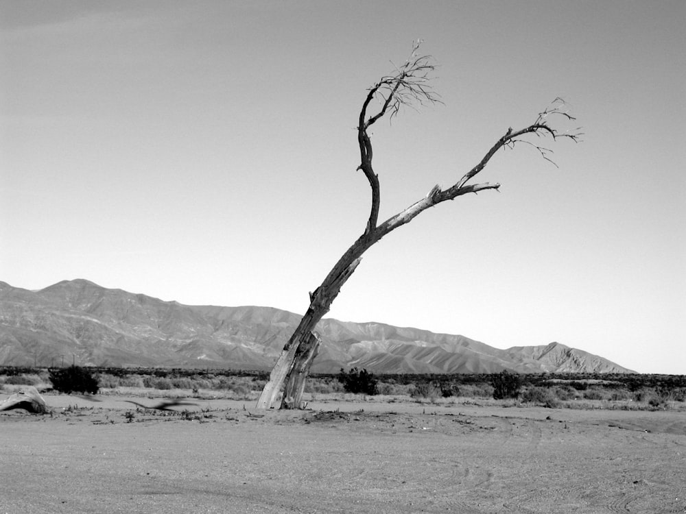 grayscale of tree