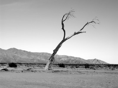 Anza-Borrego Desert