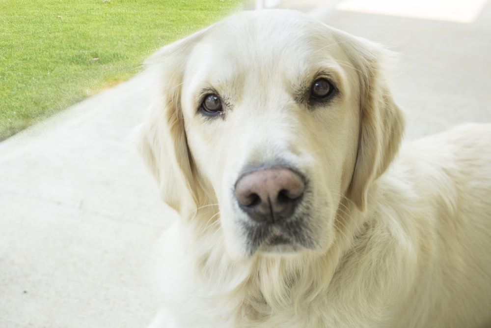 adult light cream Labrador retriever standing on white pavement