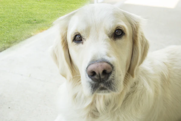 Light cream Labrador Retriever standing in side view