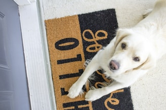 A joyful dog greeting a caretaker arriving at a cozy Finnish home.