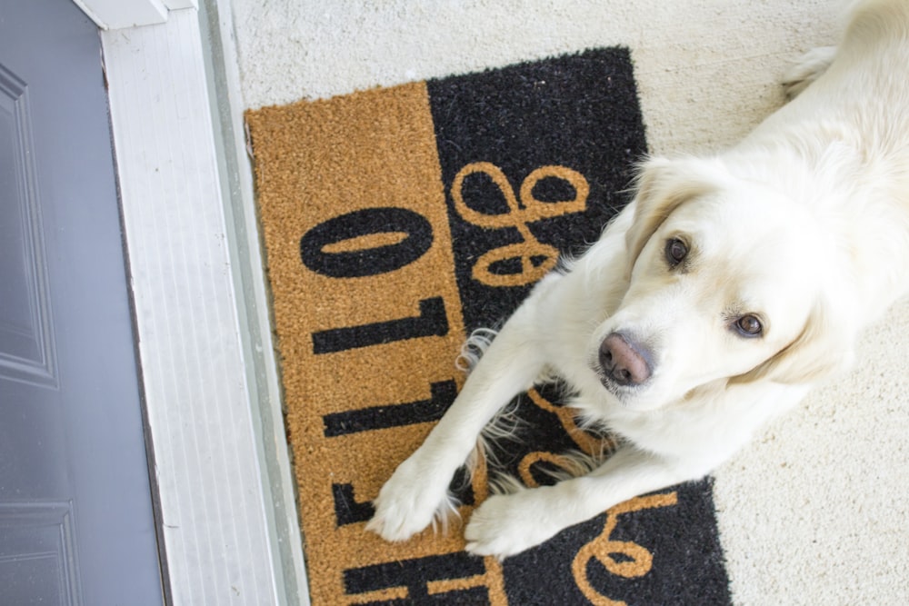 Labrador branco reclinado no tapete