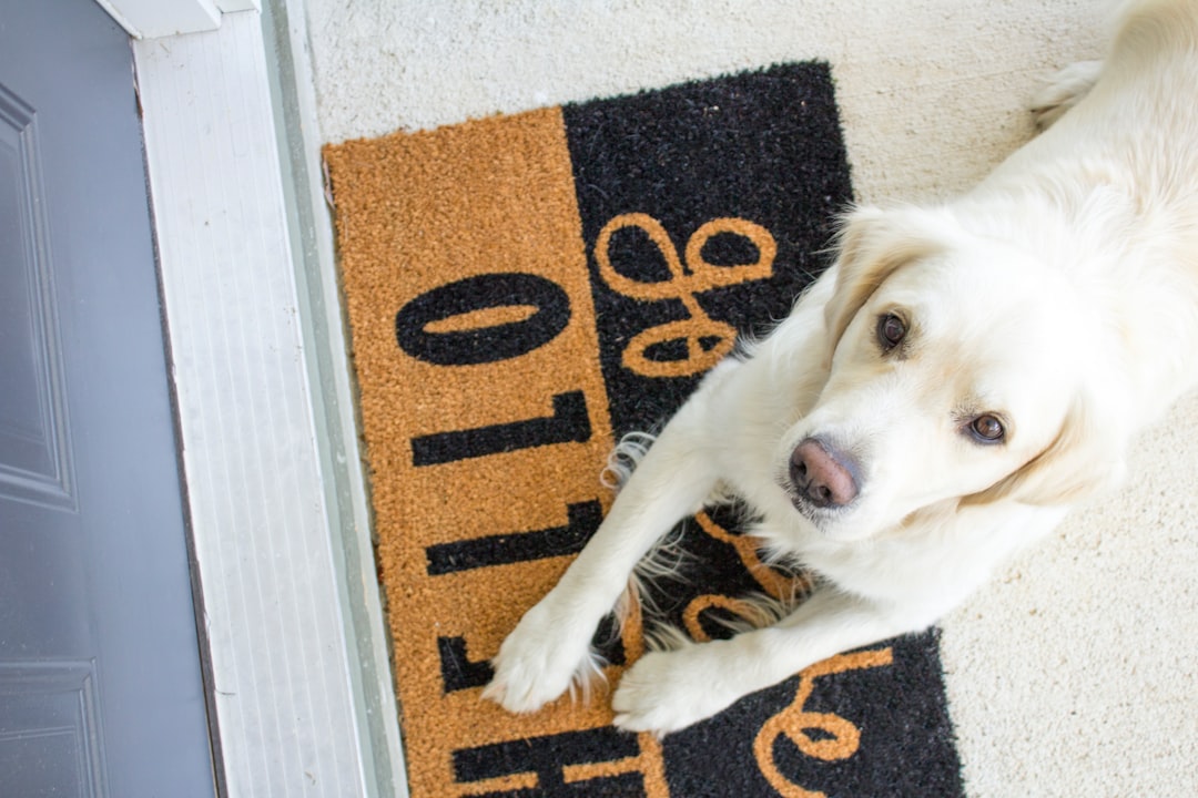 white Labrador reclining on rug