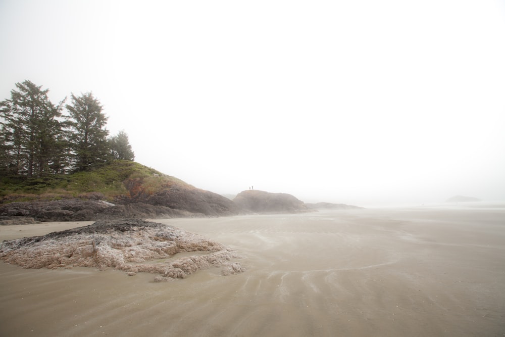 forest at seaside under cloudy sky during daytime