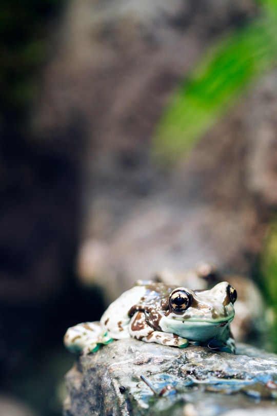 shallow focus photography of teal and black frog on rock in Royal Botanical Gardens Canada