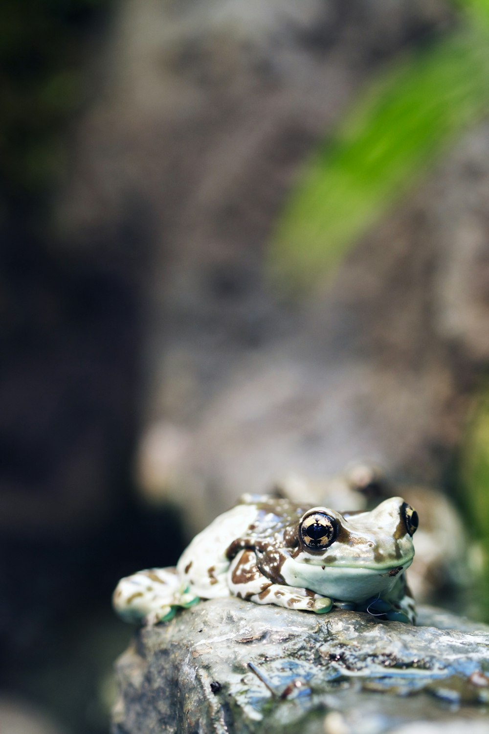 shallow focus photography of teal and black frog on rock