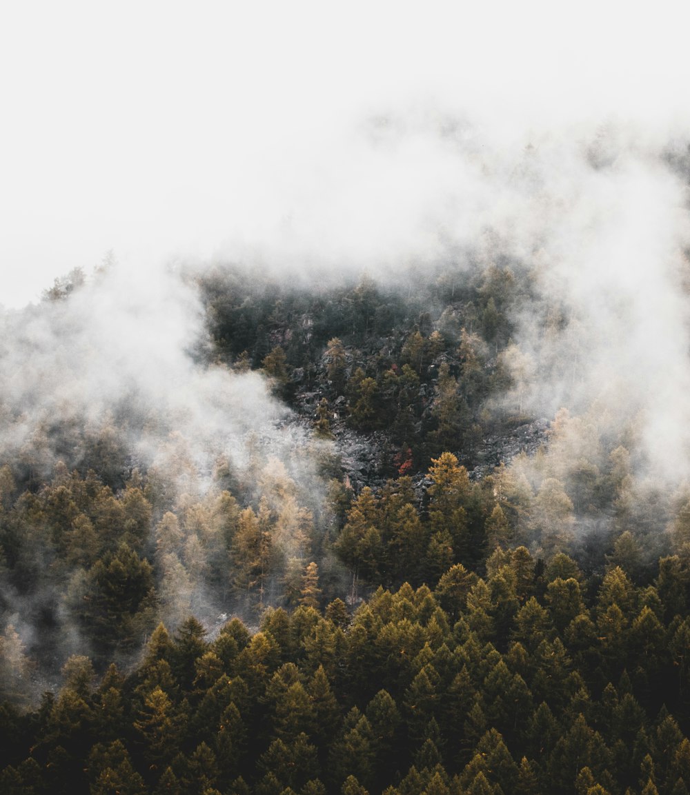 green pine trees and white smoke during daytime