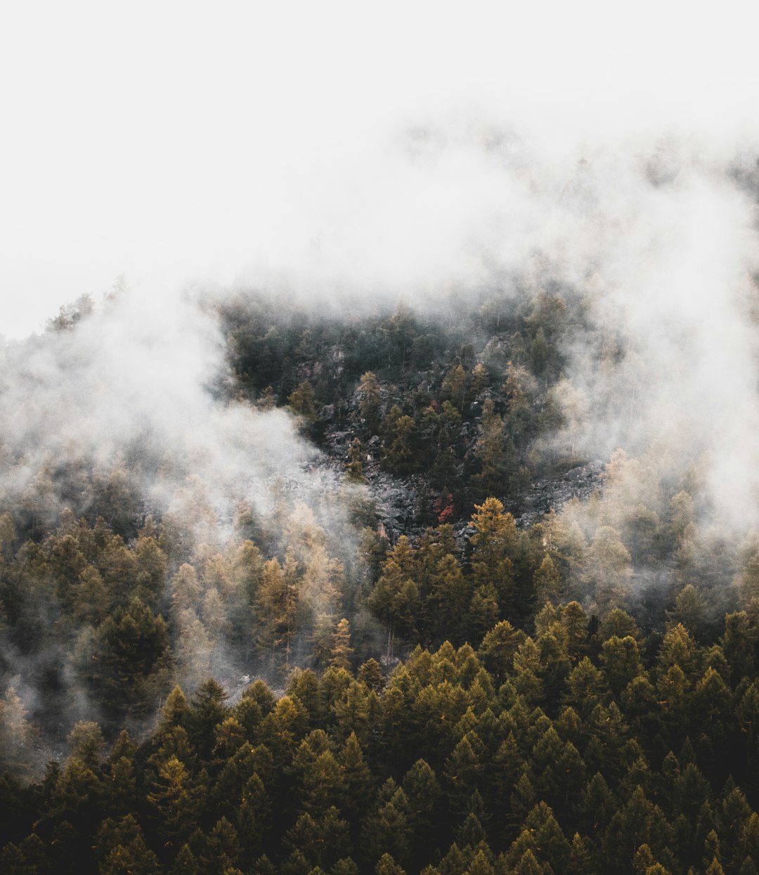 Forest photo spot Zermatt Airolo