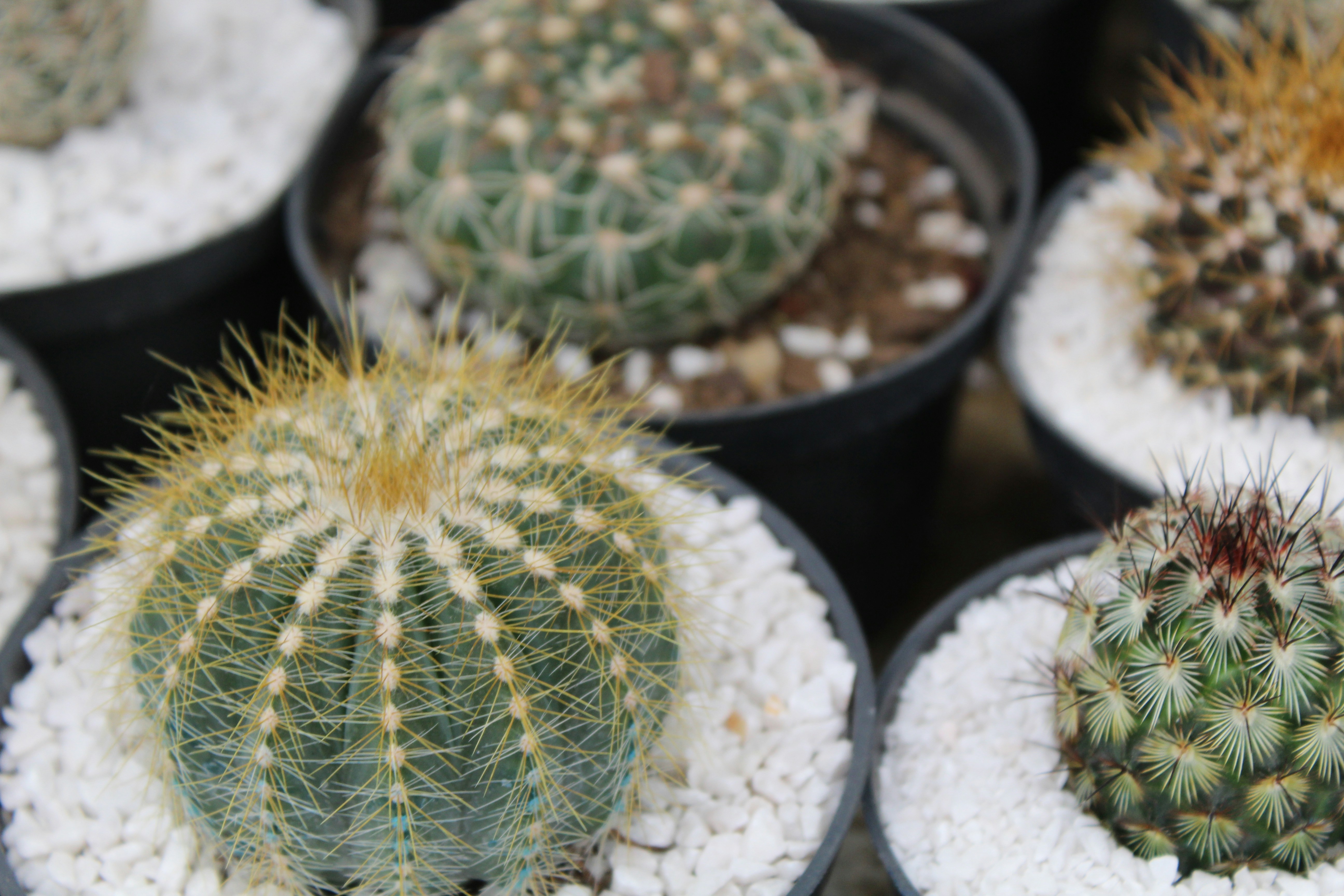 The Many Benefits of Growing Spineless Cacti