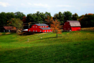 A vibrant red barn and adjacent building are situated on a serene, green hillside, surrounded by lush trees. The foreground features open, grassy land dotted with a few grazing animals. An autumn tree with orange leaves contrasts with the green landscape, and a farmhouse is visible in the distance.