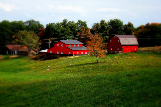 A vibrant red barn and adjacent building are situated on a serene, green hillside, surrounded by lush trees. The foreground features open, grassy land dotted with a few grazing animals. An autumn tree with orange leaves contrasts with the green landscape, and a farmhouse is visible in the distance.